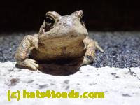 /home//u458753944/public_html/sourcegallery////////////Roxborough Toad Detour/2022/2022-03-17/P3170864.JPG